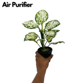 Aglaonema Super White - Live Plant (Home & Garden)