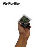 Kalanchoe Humilis- Live Succulent Plant (Home & Garden)