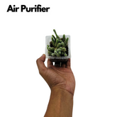 Peanut Cactus / Echinopsis chamaecereus - Live Cactus Plant (Home & Garden)