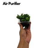 Cremnosedum ƒ??Little Gemƒ?? - Live Succulent Plant (Home & Garden)