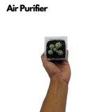 Thimble Cactus | Mammillaria Gracilis - Live Plant (Home & Garden)