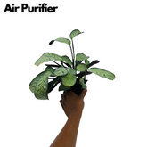 Calathea Amagris- Live Plant (Home & Graden)