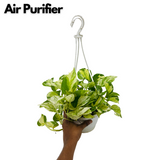 Money Plant Marble Hanging With Pot