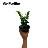 Zamioculcas zamiifolia ƒ??Zenziƒ?? Dwarf ZZ Plant- Live Plant in 5inch Pot (Home & Garden)