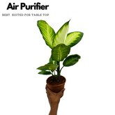 Dieffenbachia Maculata / Dumb Cane - Live Plant (Home & Graden)