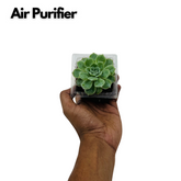 Echeveria Tippy Plant- Live Succulent Plant (Home & Garden)