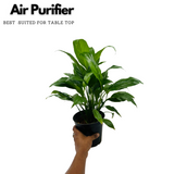 Peace Lily (Spathiphyllum) Flowering/Ornamental Live Plant In Pot (Home & Garden)