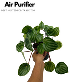 Watermelon Peperomia (Peperomia argyreia) - Live Plant For Indoor (Home & Garden)