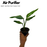 Bird Of Paradise Small (Strelitzia reginae)- Live Plant (Home & Garden)