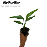 Bird Of Paradise Small (Strelitzia reginae)- Live Plant (Home & Garden)