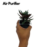 Peperomia Caperata- Live Plant (Home & Garden)