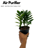 ZZ Plant Green (Zamioculcas zamiifolia) - Live Plant For Indoor (Home & Garden)