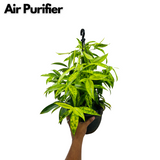 Dracaena Golden Milky / Milky Bamboo Hanging Plant With Pot