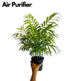 Chamaedorea Palm (Chamaedorea seifrizii) - Live Plant For Indoor (Home & Garden)