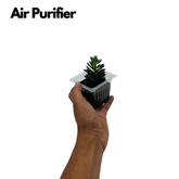 Sinocrassula Yunnanensis | Chinese Jade Succulent - Live Plant (Home & Garden)