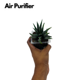 Haworthia Fasciata cv. Concolor - Live Plant (Home & Garden)