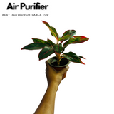 Aglaonema Red Lipstick (Aglaonema commutatum)- Live Plant (Home & Garden)