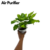 Calathea Musaica- Live Plant (Home & Graden)