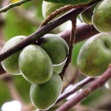 Jalpai Fruit / Wild olives (Elaeocarpus serratus) Fruit Live Plant (Home & Garden)