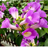 Garlic Vine - ( Mansoa alliacea )Flowering/Ornamental/Medicinal/ Creeper Live Plant (Home & Garden)