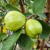 Lucknow 49 Guava ( Psidium guajava ) Fruit Live Plant (Home & Garden)