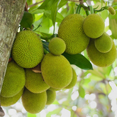 Gumless Jackfruit (Artocarpus heterophyllus) Fruit Live Plant (Home & Garden)