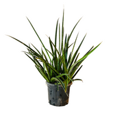 Big Sansevieria Mikado (Moto- Snake Plant Var.)- Live Plant For Indoor (Home & Garden)