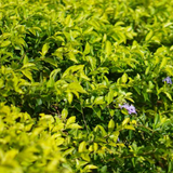 Golden Duranta / Golden Dew Drop (Duranta erecta) Ornamental Live Plant (Home & Garden)