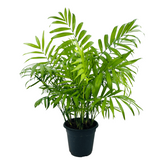 Chamaedorea Palm (Chamaedorea seifrizii) - Live Plant For Indoor (Home & Garden)