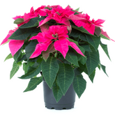 Pink Poinsettia / Christmas Flower (Euphorbia pulcherrima) Flowering/Ornamental Live Plant (Home & Garden)