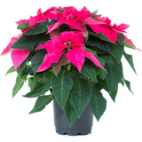 Pink Poinsettia / Christmas Flower (Euphorbia pulcherrima) Flowering/Ornamental Live Plant (Home & Garden)