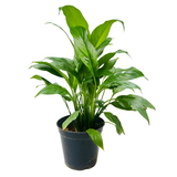 Peace Lily (Spathiphyllum) Flowering/Ornamental Live Plant In Pot (Home & Garden)