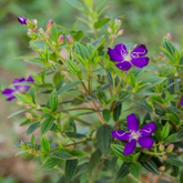 Melastoma Purple (Melastoma malabathricum) Flowering/Ornamental Live Plant (Home & Garden)