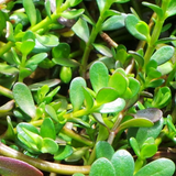Brahmi Plant (Bacopa monnieri) Ornamental/Medicinal Live Plant (Home & Garden)