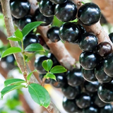 Jaboticaba Precoce / Jabuticaba / Maramunthiri (Plinia cauliflora) Fruit Live Plant (Home & Garden)