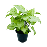 Syngonium White (Syngonium Podophyllum) - Live Plant (Home & Graden)