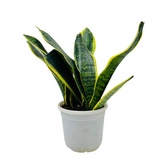 Sansevieria Trifasciata Superba / Snake Plant (Sansevieria trifasciata)- Live Plant (Home & Garden)