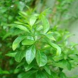 Henna Plant / Mylanchi (Lawsonia inermis) Ornamental Live Plant (Home & Garden)
