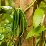 Vanilla Plant (Vanilla planifolia) Ornamental/Medicinal Live Plant (Home & Garden)