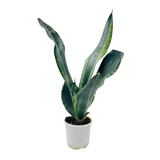 Sansevieria Trifasciata Whitney / Snake Plant (Sansevieria trifasciata)- Live Plant (Home & Garden)