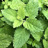 Pudina / Common Mint (Mentha spicata) Ornamental/Medicinal Live Plant (Home & Garden)