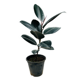 Rubber Tree, Rubber Plant, Ficus elastica (Black Prince, Burgundy)- Live Plant (Home & Garden)