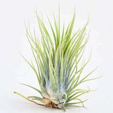 Air Plant | Tillandsia ionantha Guatemala - Live Plant (Home & Garden)
