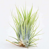 Air Plant | Tillandsia ionantha Guatemala - Live Plant (Home & Garden)