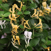 Japanese Honey Suckle  - (Lonicera japonica -White Honeysuckle) Flowering | Ornamental| Medicinal Creeper Live Plant (Home & Garden)