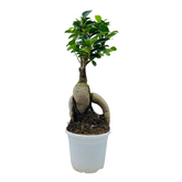 Bonsai Ficus (Grafted - Ficus retusa)- Live Plant in 10cm Pot (Home & Graden)