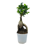Bonsai Ficus (Grafted - Ficus retusa)- Live Plant in 10cm Pot (Home & Graden)