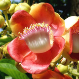 Nagalinga Plant / Cannonball Tree / Nagalinkam (Couroupita guianensis) Flowering/Ornamental Live Plant (Home & Garden)