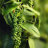 Black Pepper / Kurumulaku (Piper nigrum) Fruit/Ornamental/Medicinal/ Live Plant (Home & Garden)