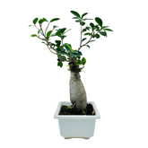 Bonsai Ficus (Grafted - Ficus retusa)- Live Plant in 17cm Pot (Home & Graden)
